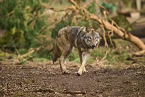 Wolf In Forest Prints: A wolf walks through the forest