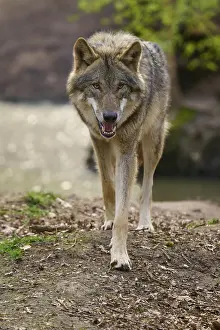 Gray Wolf Germany Prints: Wolf walks purposefully towards the camera