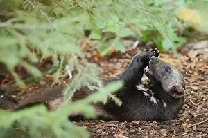 Prints of Wolverine or bear marten (Gulo gulo), feeding, captive, Germany Wolverine Prints: Wolverine or Bear Marten (Gulo gulo) Print, Captive