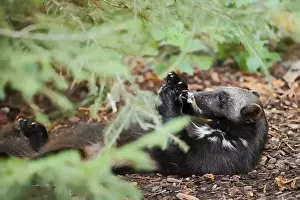 Prints of Wolverine or bear marten (Gulo gulo), feeding, captive, Germany Wolverine Prints: Wolverine or Bear Marten (Gulo gulo) Print, Captive, Germany