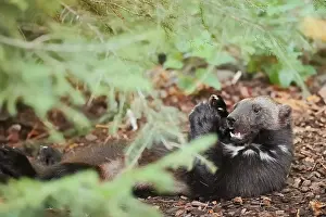 Prints of Wolverine or bear marten (Gulo gulo), feeding, captive, Germany Wolverine Prints: Wolverine or Bear Marten (Gulo gulo) Print, Feeding in Captivity
