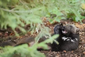 Prints of Wolverine or bear marten (Gulo gulo), feeding, captive, Germany Wolverine Prints: Wolverine or Bear Marten (Gulo gulo), Feeding, Captive Print