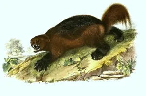 Wolverine (Gulo gulo), Histoic