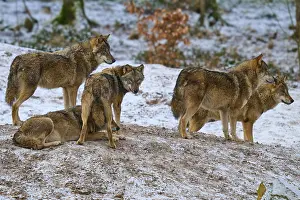 Predator Animal Photography Prints: Five wolves on a hill surrounded by a wintry landscape
