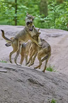 Predator Animal Pictures Prints: Wolves interacting energetically on sandy ground in the forest