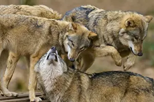 Mammalian Wildlife Photography Prints: Three wolves interacting and playing