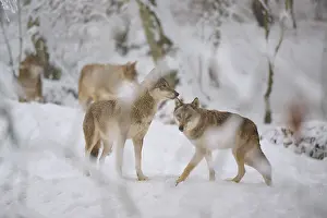 Wild Animals In Snow Prints: Two wolves interacting in the snow
