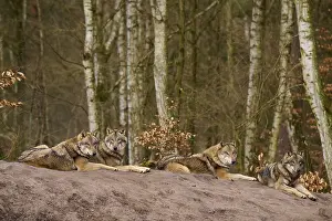 Predator Animal Photo Prints: Four wolves lying on a mound of earth
