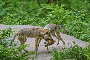 Central Europe Woodland Scenery Prints: Two wolves are playing together in a dense forest