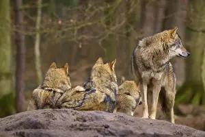 Wolves In Forest Prints: Three wolves resting on a mound in a dense forest