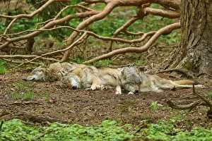 Predator Animal Nature Prints: Three wolves sleeping peacefully under branches in the forest