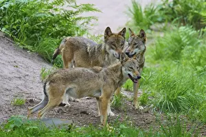 Predator Animal Pictures Prints: Three wolves standing close together in a forest clearing