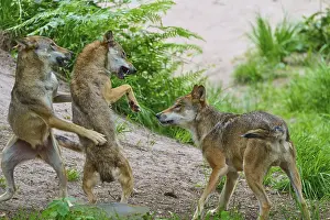 Central Europe Wild Animals Prints: Three wolves standing in the forest
