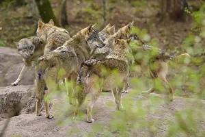 Gray Wolf In Forest Prints: Several wolves standing together as a group in the forest