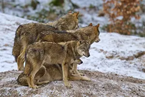 Gray Wolf In Winter Prints: Four wolves standing and looking in one direction