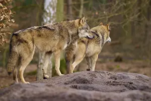Two Wolves on a Mound in the German Forest Print