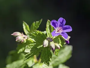 Deserted Woodland Scene Prints: Wood cranesbill (Geranium sylvaticum)