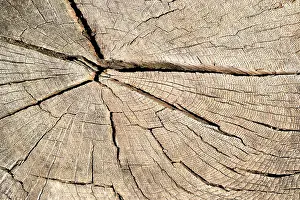 Environmental Conservation Efforts Prints: Wood structure