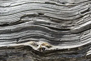Close Up Wood Texture Prints: Wood structure of a dead tree