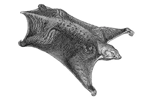 Historical Art Prints Online Prints: Woodcut, Colugo (Galeopithecus volans)