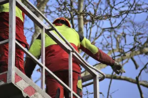 Construction Equipment Hire Prints: Workers on the work platform pruning or maintaining trees