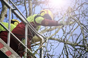 Urban Forestry Prints: Workers on the work platform pruning or maintaining trees