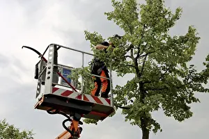 Deciduous Tree Care Prints: Workers on the work platform pruning or maintaining trees