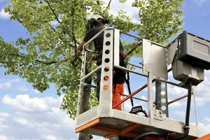 Deciduous Tree Care Prints: Workers on the work platform pruning or maintaining trees