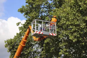 Urban Forestry Prints: Workers on the work platform pruning or maintaining trees