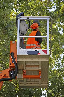 Urban Forestry Prints: Workers on the work platform pruning or maintaining trees