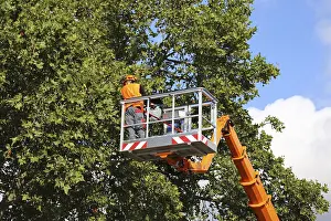 Construction Equipment Hire Prints: Workers on the work platform pruning or maintaining trees