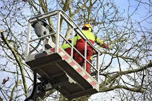 Urban Forestry Prints: Workers on the work platform pruning or maintaining trees