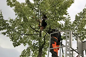 Deciduous Tree Care Prints: Workers on the work platform pruning or maintaining trees