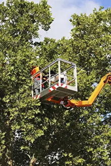 Urban Forestry Prints: Workers on the work platform pruning or maintaining trees