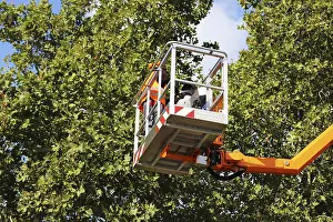 City Park Care Prints: Workers on the work platform pruning or maintaining trees