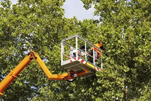 Deciduous Tree Care Prints: Workers on the work platform pruning or maintaining trees