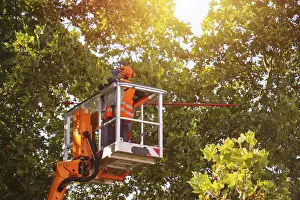 Deciduous Tree Care Prints: Workers on the work platform pruning or maintaining trees