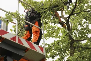 Urban Forestry Prints: Workers on the work platform pruning or maintaining trees