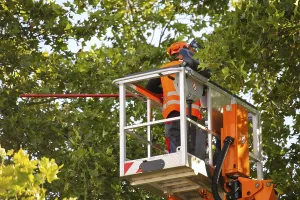 Urban Forestry Prints: Workers on the work platform pruning or maintaining trees