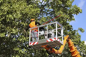 Urban Forestry Prints: Workers on the work platform pruning or maintaining trees