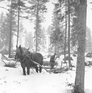 Scandinavian Winter Landscape Photography Prints: Working in the forest in the 1950s