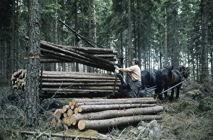 Horse Drawn Wagon Transport Prints: Working in the forest in the 1970s