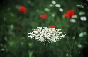 Colorful Meadow Prints: Yarrow