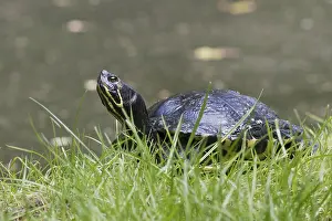 Europe Wildlife Prints: Yellow-bellied slider (Trachemys scripta scripta)