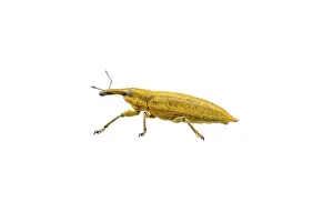 Plain Colored Background Animal Prints: Yellow bug isolated on a white background