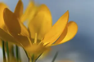 Close Up Crocus Prints: Yellow Crocus (Crocus)