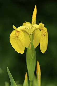 Wildflower Bloom Images Prints: Yellow Flag - Flag Iris (Iris pseudacorus)