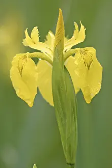 Yellow Flag Iris Prints: Yellow Flag Iris (Iris pseudacorus)