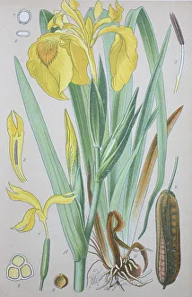 Yellow Iris Prints: Yellow flag (Iris pseudacorus)