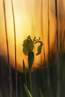 Yellow Iris Switzerland Prints: Yellow flag (Iris pseudacorus)